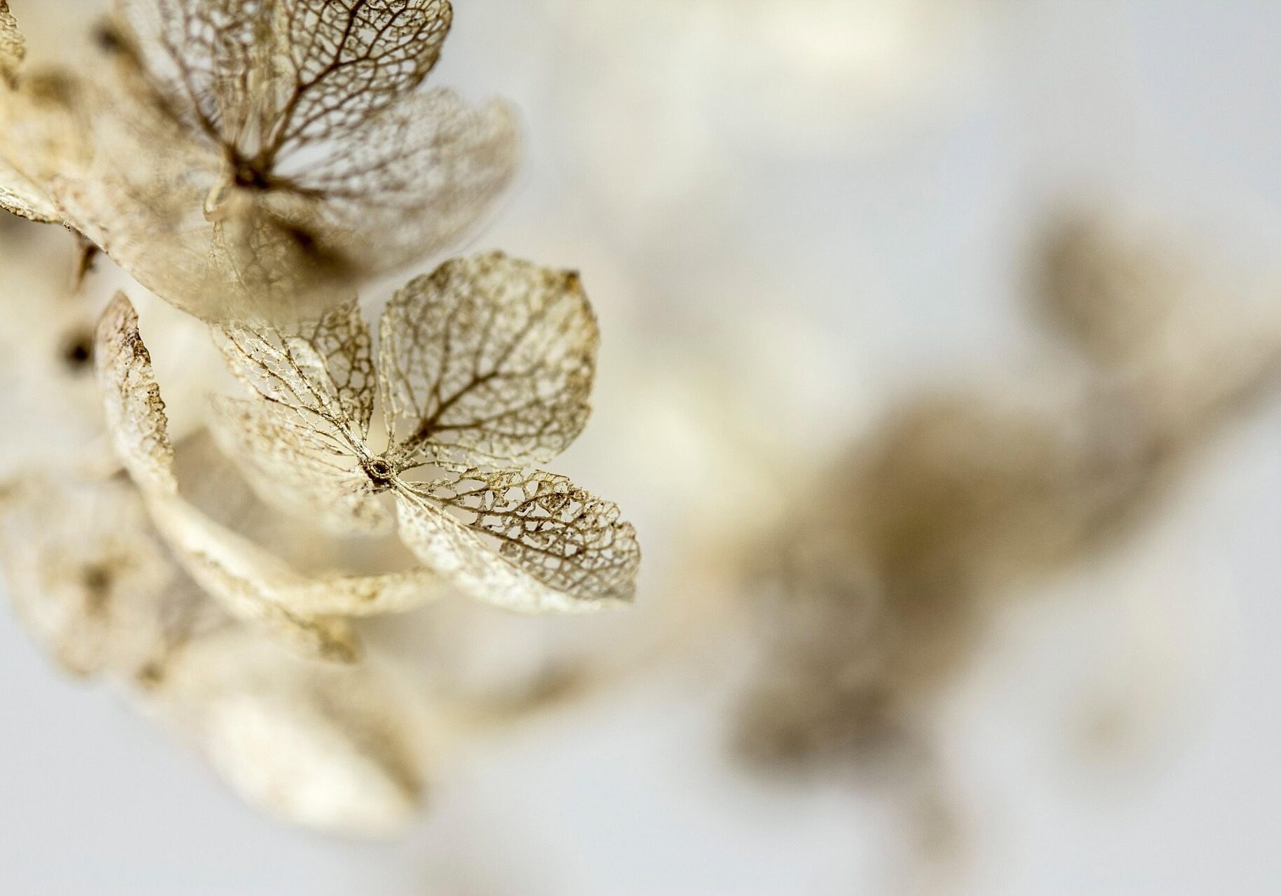 hydrangea-7271492_1920