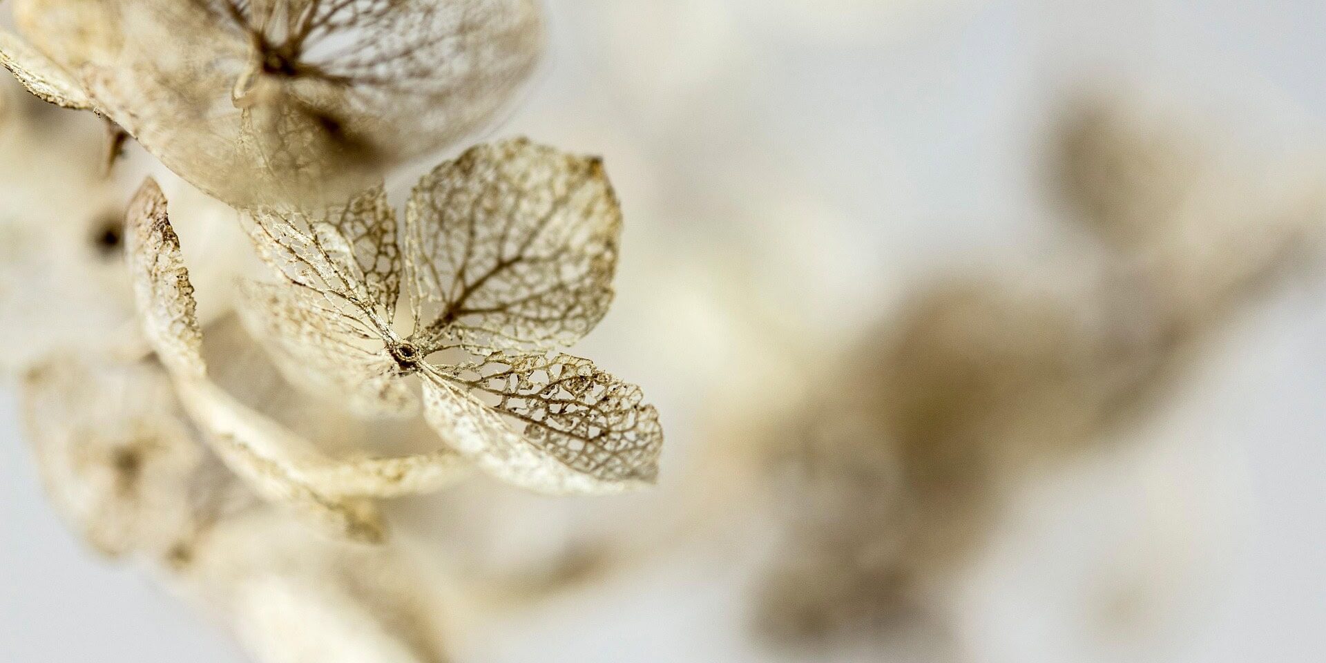 hydrangea-7271492_1920
